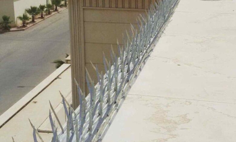 شركة مكافحة الحمام في دبي