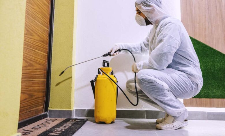 افضل شركة مكافحة النمل الأبيض في ام القيوين