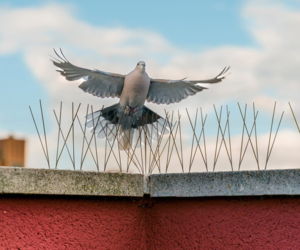 مميزات شركة طارد الحمام في العين