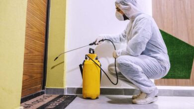 احسن شركة مكافحة النمل الأبيض في عجمان