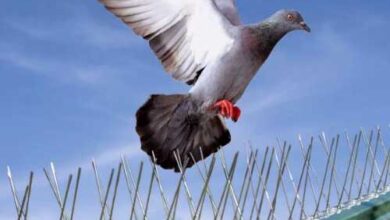 شركة طارد الحمام ام القيوين