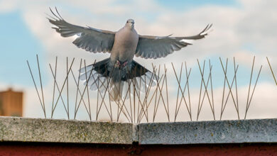 شركة طارد الحمام في ابوظبي