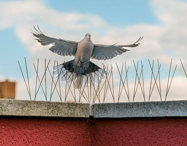 شركة طارد الحمام في ابوظبي