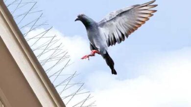 شركة طارد الحمام في رأس الخيمة