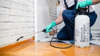 شركة مكافحة النمل الأبيض في راس الخيمة