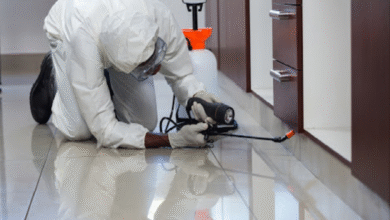 شركة مكافحة النمل الأسود في عجمان